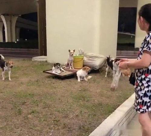 长沙网红流浪汉死亡